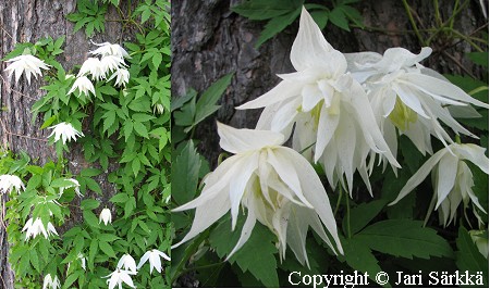 Clematis Atragene-Ryhm 'Albina Plena' tarha-alppikarho